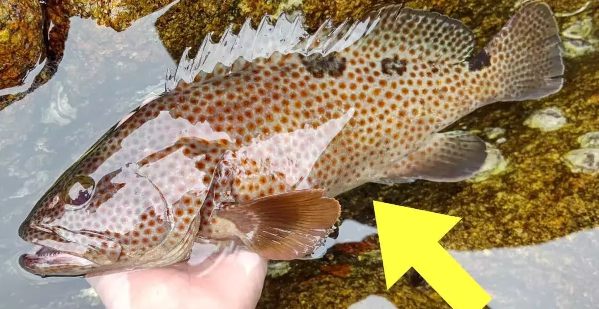 釣り人の知識が試される！ハタ科魚種識別チャレンジ