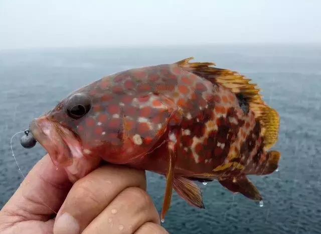 雨の日の釣り: 釣果を上げる秘訣と安全対策