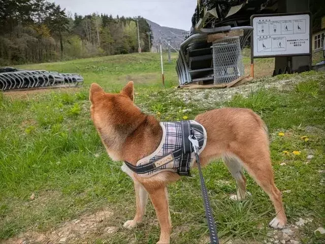 愛犬と挑む初めての山登り：予想外の挑戦と教訓