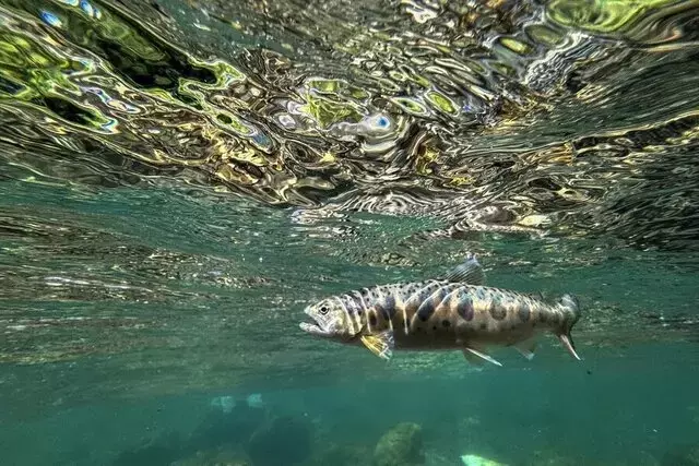 初夏の渓流釣り：新潟でヤマメとイワナを追う