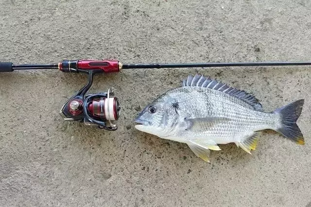 身近な川で高級魚を狙う！ルアーで狙うチヌ釣りの極意