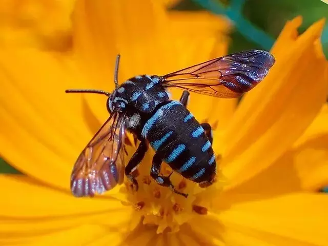 「幸せを呼ぶ青い蜂」を身近で発見するための秘訣