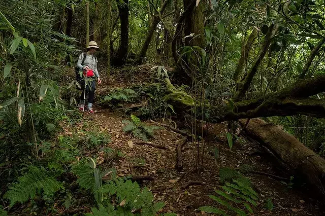 夏山登山：低山のリスクと安全対策