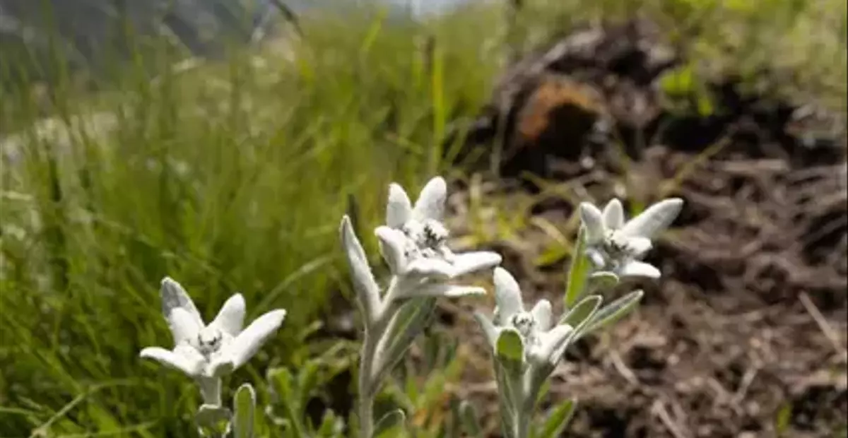 エーデルワイスの秘密：世界と日本の高山植物の進化の物語