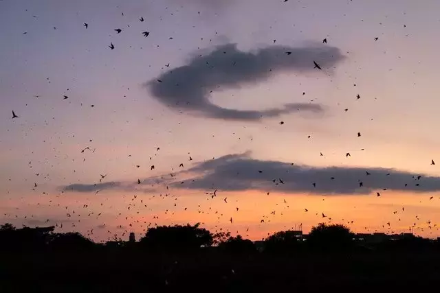 夕焼け空を舞うツバメの大群：平城宮跡での壮大な「ねぐら入り」