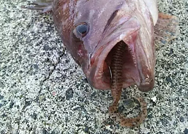 初心者必見！根魚釣りの救世主「カーリーテール」徹底解説