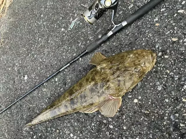 サーフゲームでマゴチを狙う！初心者向け釣り方と美味しい食べ方