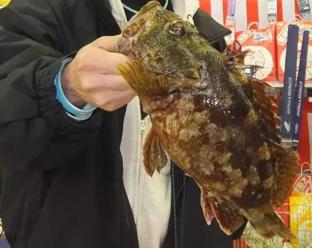 堤防や港の足元で大物カサゴを狙う！手軽な釣り方とその魅力