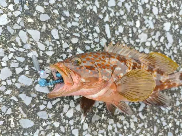 テキサスリグ：釣りの常識を変える根掛かり回避術と100均活用法