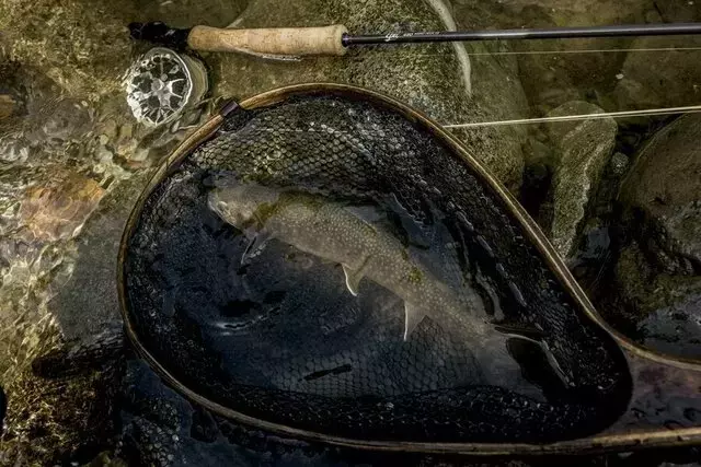 晩夏の渓流釣り：豊かな自然と尺イワナとの出会い