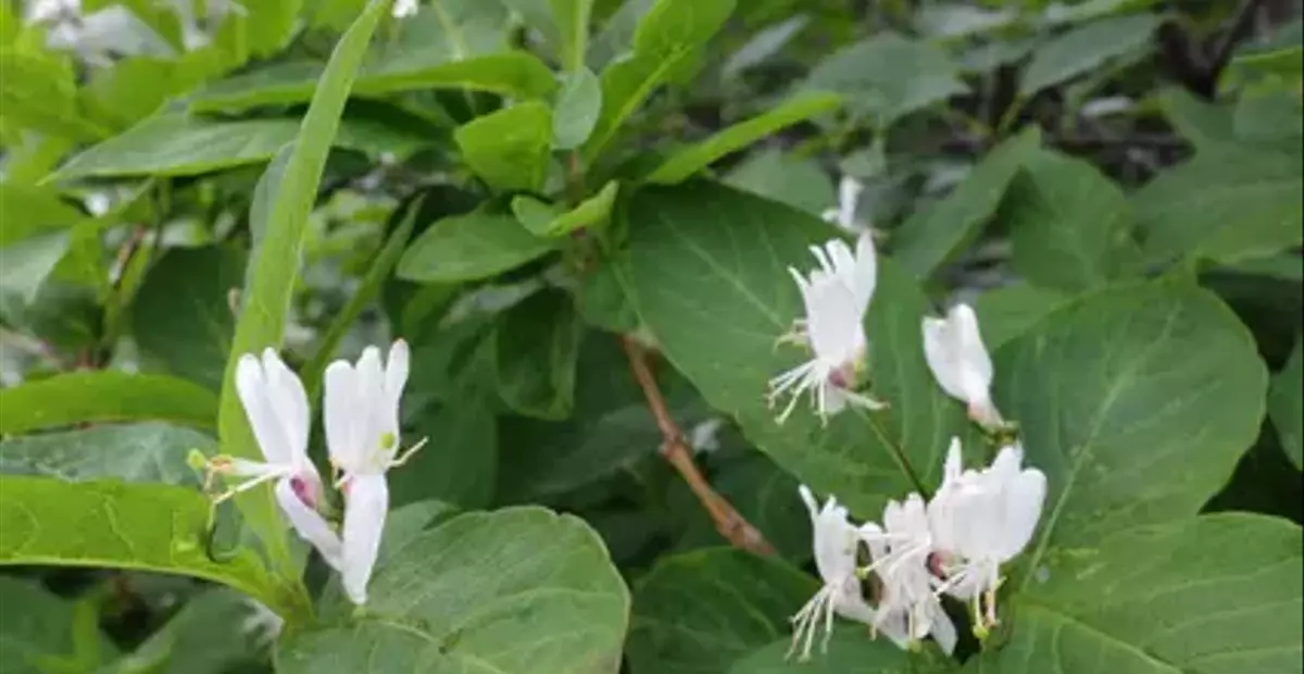 オオヒョウタンボクの魅力：可憐な花と奇妙な実、そして隠された植物学の歴史