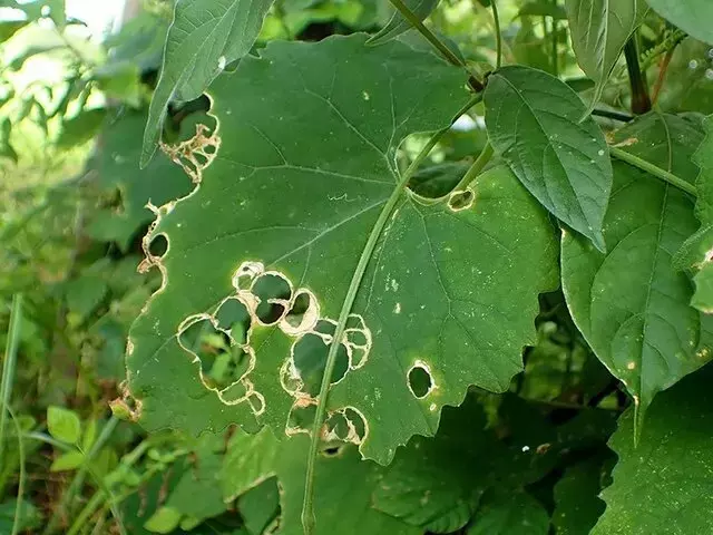 植物と昆虫の知られざる攻防：クロウリハムシの「トレンチ行動」の秘密