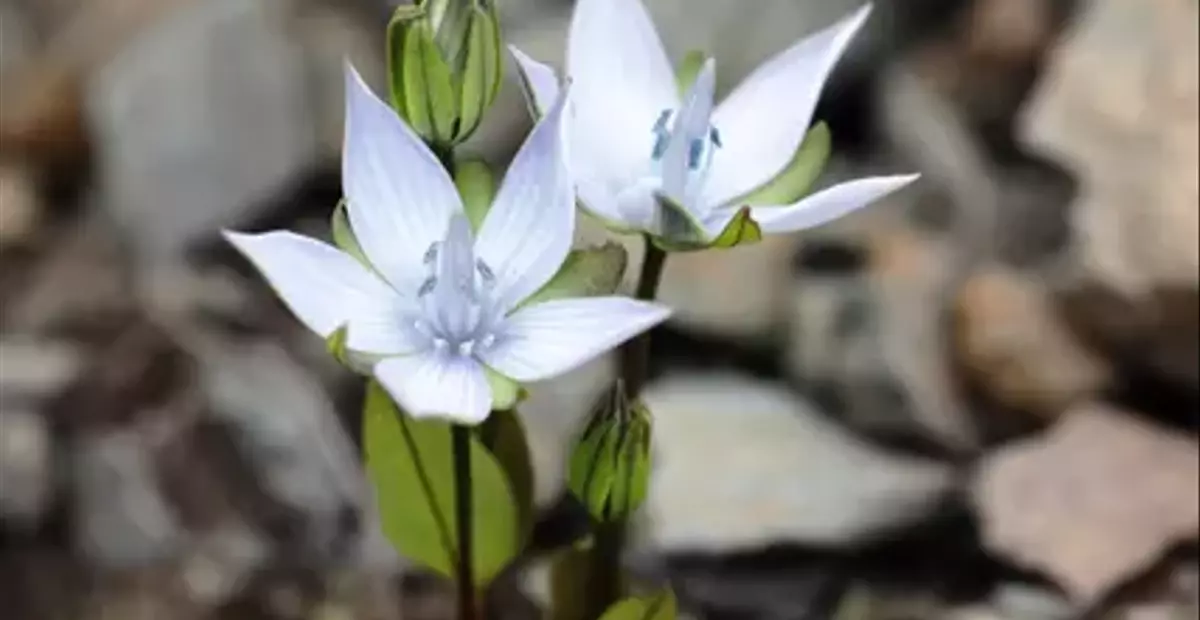 南アルプス北岳、初秋の可憐な花々：ヒメセンブリとの出会いを求めて