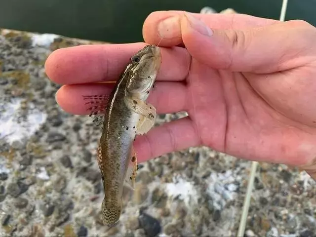 お手軽ハゼ釣り：低予算で楽しむ夏のレジャー