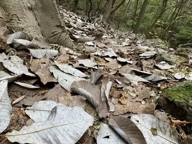 秋の登山、安全に楽しむための必須知識