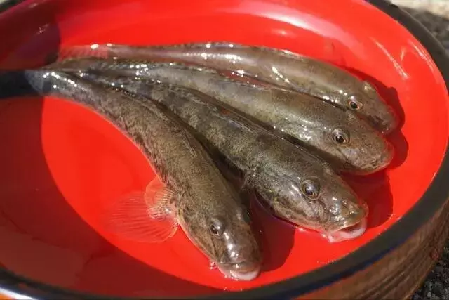 秋の涸沼川でハゼ釣り！良型狙いの最適な季節と魅力