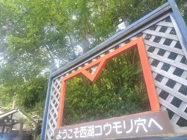 富士山麓に広がる神秘：西湖コウモリ穴の魅力と探検