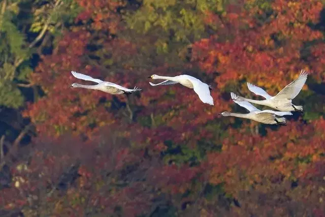 山形県鶴岡市、紅葉と白鳥が織りなす秋の絶景