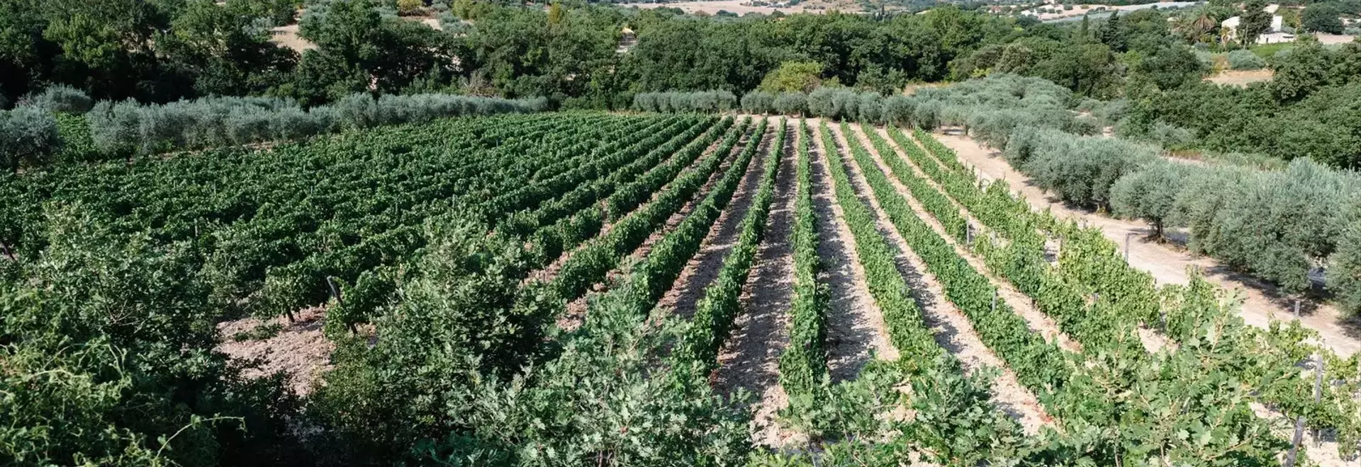 A Journey Through Sicily's Ragusa Province: Wine, Culture, and Culinary Delights
