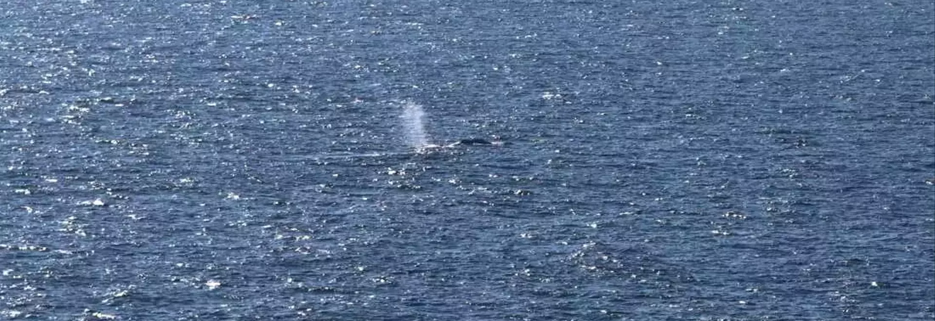 Timmy, the Humpback Whale, Returns to the Ocean After Weeks of Stranding
