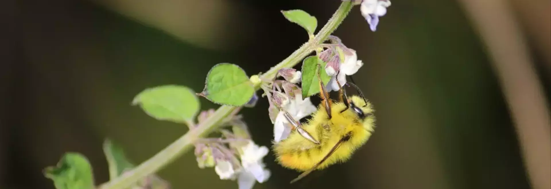 The Vital Role of Pollinators: Enhancing Human Health and Economic Stability