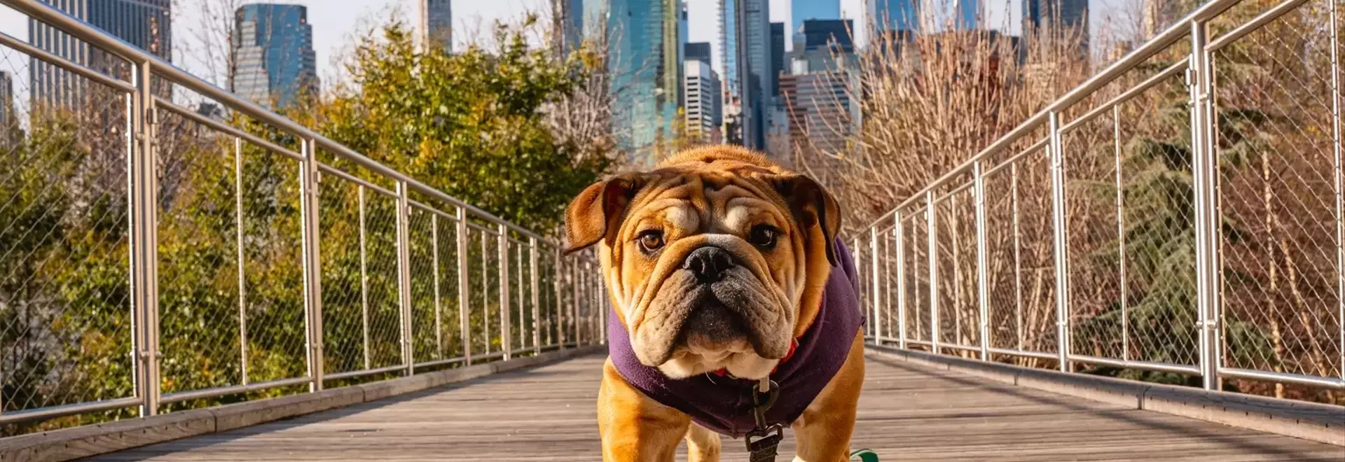 June's Top Dividend Dog: Verizon's Enduring Value