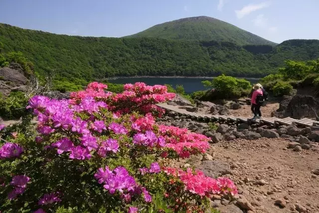 霧島山の春の息吹：ミヤマキリシマと韓国岳の雄大な景観