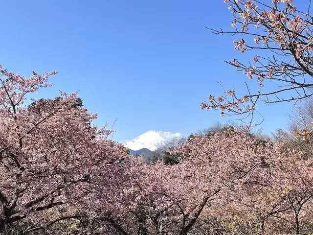 丹沢山麓の河津桜と絶品メンチカツ：早春の訪れと美食の融合