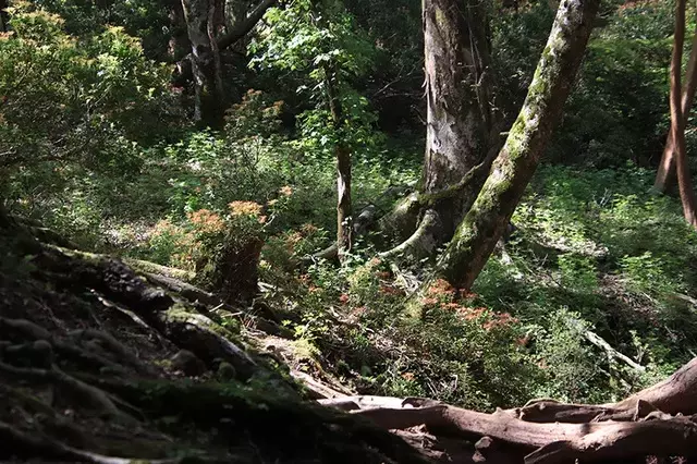 天城山の登山道：万二郎岳から万三郎岳への壮大な自然探訪と海の恵み