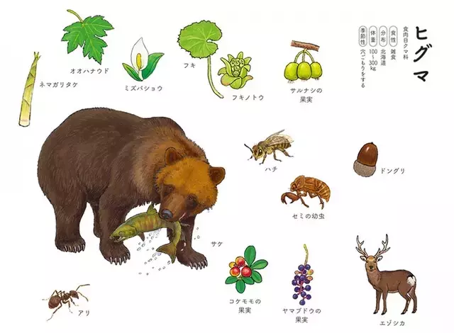ヒグマの食性と生態系への影響
