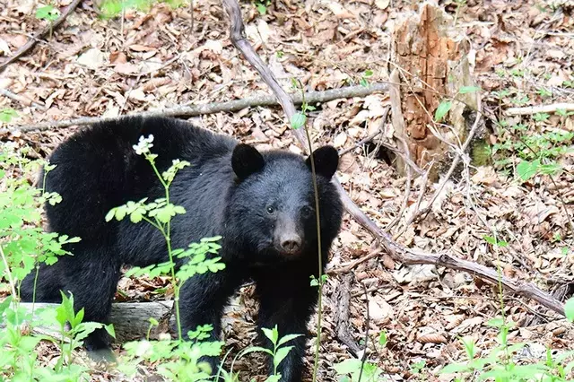 増加するクマ出没と登山道の閉鎖：安全対策の徹底を