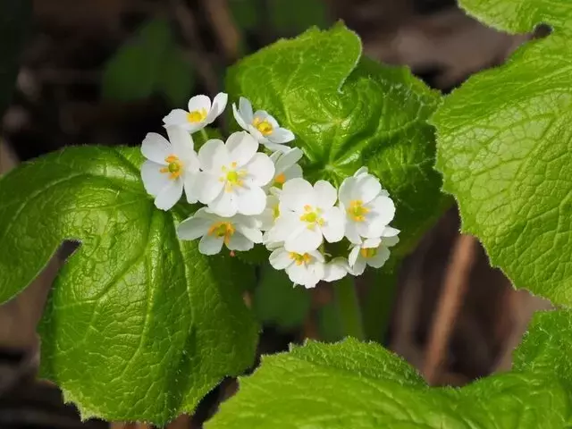 幻想的な透明の花「サンカヨウ」を訪ねて：雨の日に輝く秘密の観察スポット