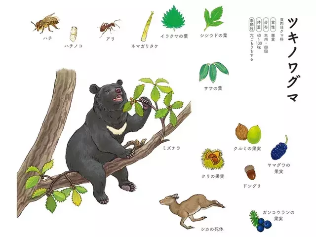 ツキノワグマの食生活：季節に応じた多様な食性と昆虫摂取の重要性