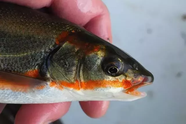 那珂川の春を彩る婚姻色の魚「アイソ」：その魅力と釣り