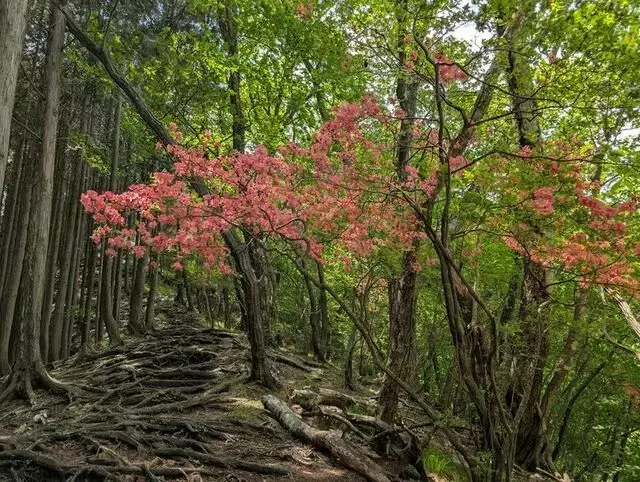 新緑に映えるツツジの楽園！日光・鳴虫山ハイキングの魅力