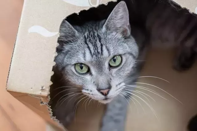 カナダで起きた猫のサプライズ出産：一匹が七匹に！