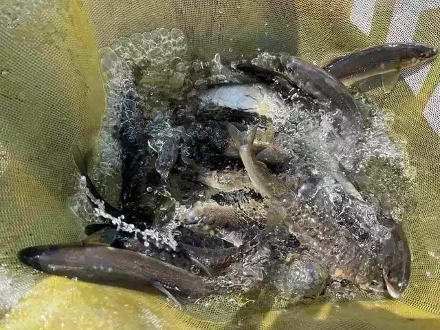 秩父荒川、鮎釣りの本格シーズン到来！