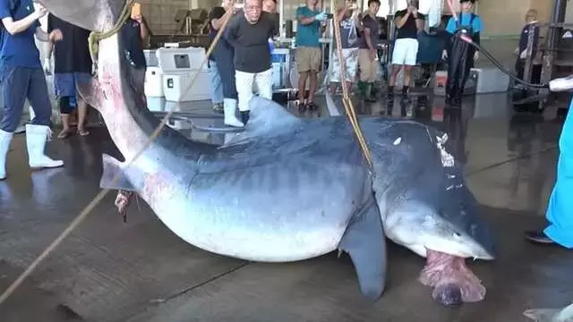 石垣島で巨大サメを解体！漁業被害と海の生態系に迫るドキュメンタリー