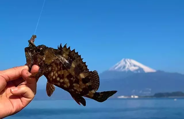 沼津ライトゲーム：冬の駿河湾でイカ釣りの魅力に迫る