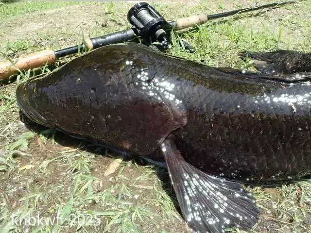 雷魚釣りの巨匠たちが集結！前代未聞のトーク番組で深淵な世界を語り尽くす