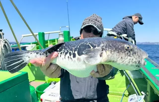 東京湾トラフグ釣りの魅力を徹底解説！吉野屋での釣果を最大化する秘訣