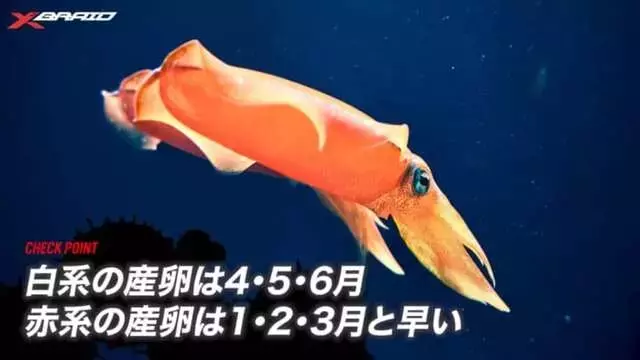 和歌山沖でのティップランエギング：巨大アオリイカ「レッドモンスター」攻略法