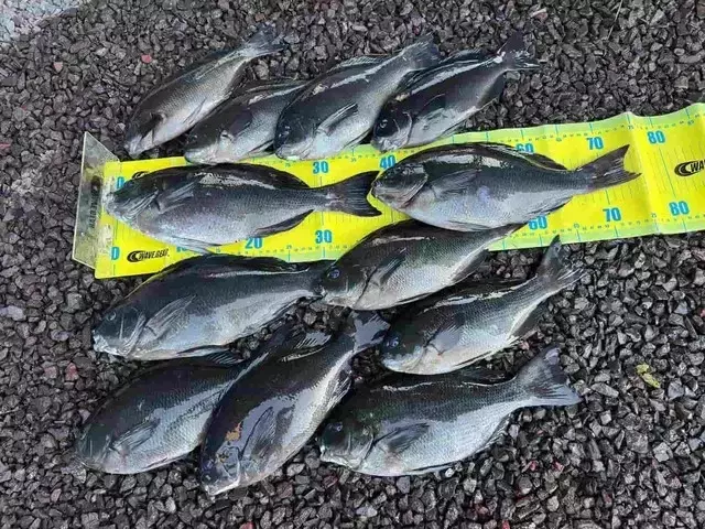 甑島での磯釣り：数釣りの挑戦と大物グレへの探求