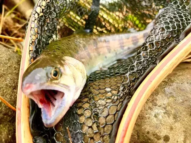 中津川のヤマメ釣り：早春の悪条件下でのルアー戦略