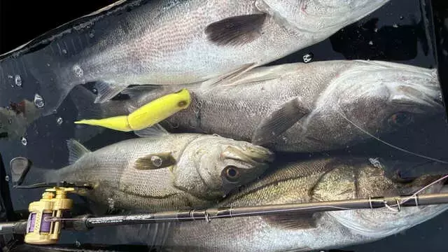 シマノ"コンパクトフィッシュプール" Lサイズの魅力: 釣り愛好家hiroが絶賛する魚専用プール