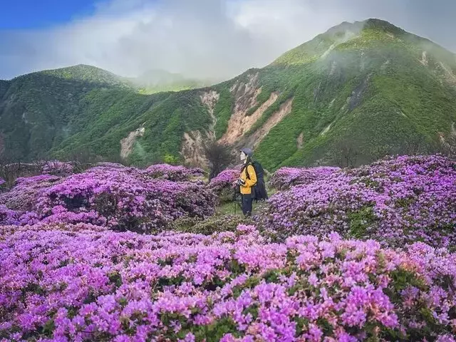 九州の山々を彩るミヤマキリシマの絶景：阿蘇とくじゅう連山を巡る