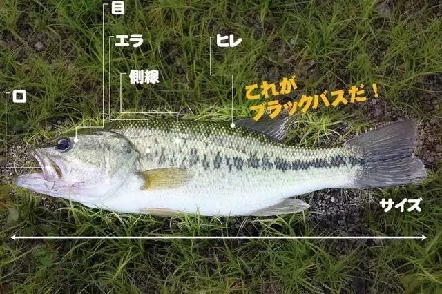 魚が世界をどう感知するか：音と匂いの秘密