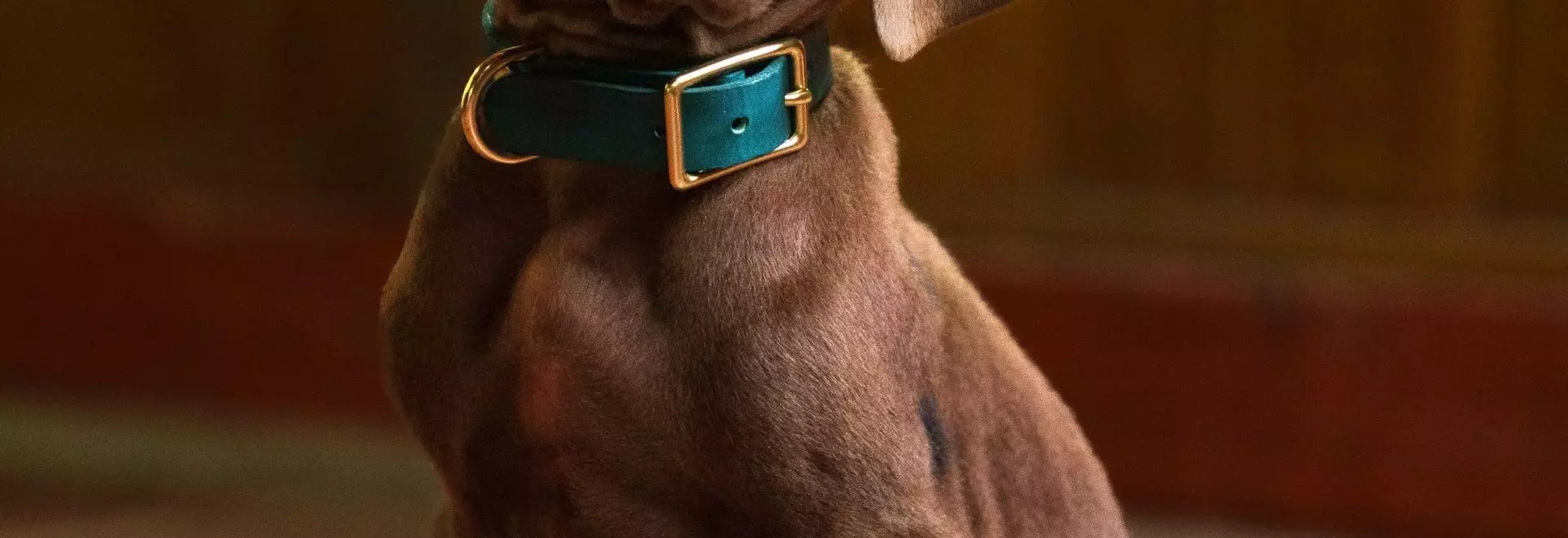 Online Debate Over Scooby-Doo's Appearance in New Live-Action Series