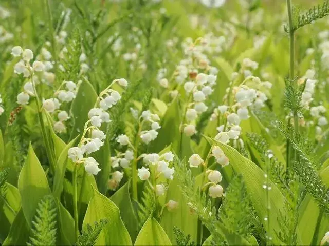 梅雨でも満喫！入笠山で可憐な花々に出会う山旅