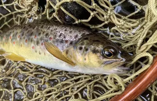 老練な釣り師、特注ロッドを手に大分県の渓流でヤマメとブラウントラウトを追う